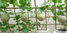 家里阳光不足怎么养花，选对植物种类，掌握养护技巧