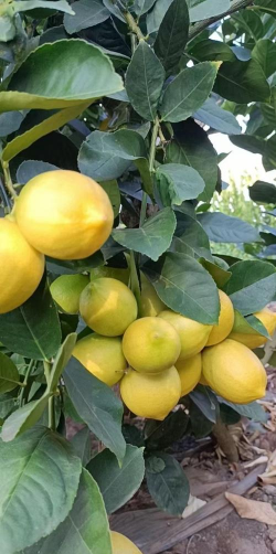 家里阳光不足怎么养花，选对植物种类，掌握养护技巧