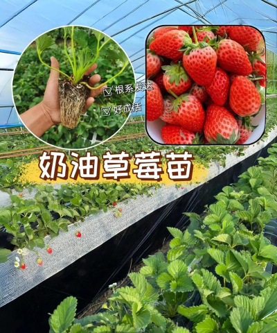 牛奶草莓怎么种