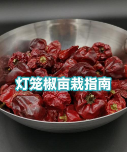 家里阳光不足怎么养花，选对植物种类，掌握养护技巧