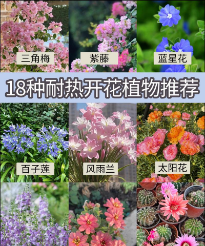 家里阳光不足怎么养花，选对植物种类，掌握养护技巧