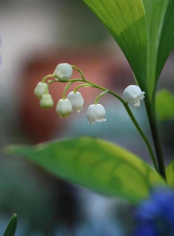 家里阳光不足怎么养花，选对植物种类，掌握养护技巧