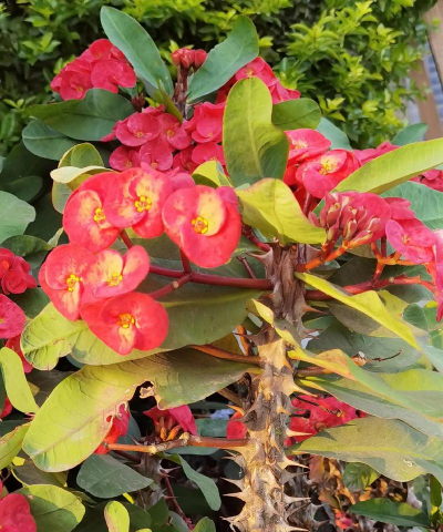 家里阳光不足怎么养花，选对植物种类，掌握养护技巧