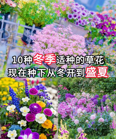 家里阳光不足怎么养花，选对植物种类，掌握养护技巧