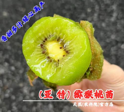 家里阳光不足怎么养花，选对植物种类，掌握养护技巧