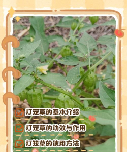 家里阳光不足怎么养花，选对植物种类，掌握养护技巧