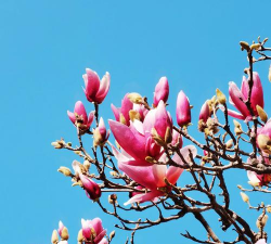 家里阳光不足怎么养花，选对植物种类，掌握养护技巧