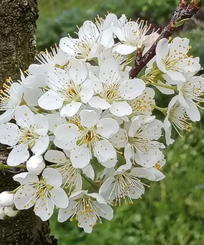 家里阳光不足怎么养花，选对植物种类，掌握养护技巧