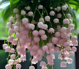 家里阳光不足怎么养花，选对植物种类，掌握养护技巧