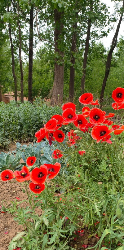 家里阳光不足怎么养花，选对植物种类，掌握养护技巧