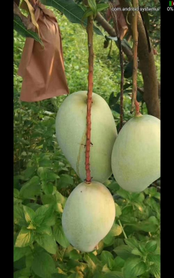 家里阳光不足怎么养花，选对植物种类，掌握养护技巧