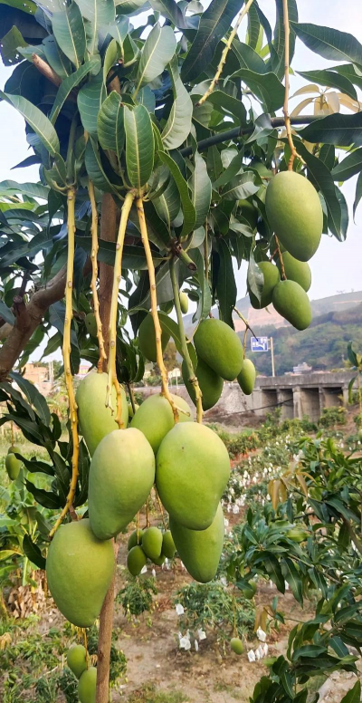 家里阳光不足怎么养花，选对植物种类，掌握养护技巧