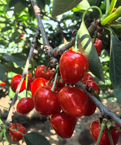 家里阳光不足怎么养花，选对植物种类，掌握养护技巧