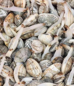 家里阳光不足怎么养花，选对植物种类，掌握养护技巧