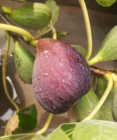 家里阳光不足怎么养花，选对植物种类，掌握养护技巧