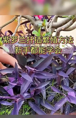 家里阳光不足怎么养花，选对植物种类，掌握养护技巧