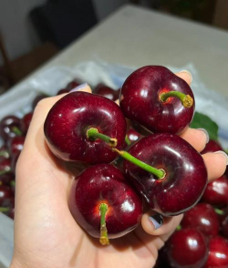 家里阳光不足怎么养花，选对植物种类，掌握养护技巧