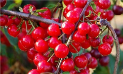 家里阳光不足怎么养花，选对植物种类，掌握养护技巧