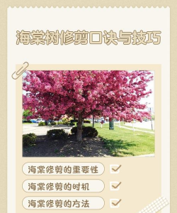 家里阳光不足怎么养花，选对植物种类，掌握养护技巧