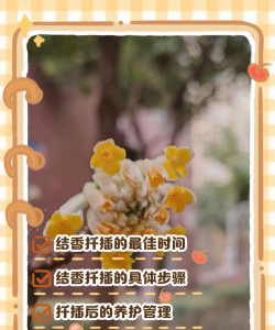 家里阳光不足怎么养花，选对植物种类，掌握养护技巧