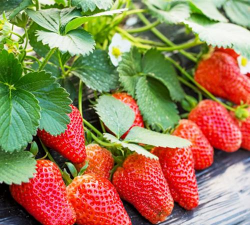 家里阳光不足怎么养花，选对植物种类，掌握养护技巧