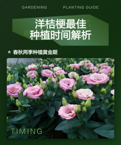 家里阳光不足怎么养花，选对植物种类，掌握养护技巧