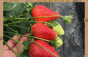 家里阳光不足怎么养花，选对植物种类，掌握养护技巧