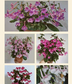 家里阳光不足怎么养花，选对植物种类，掌握养护技巧