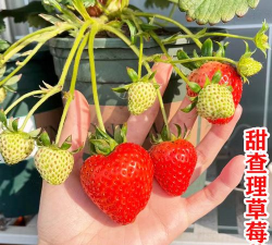家里阳光不足怎么养花，选对植物种类，掌握养护技巧
