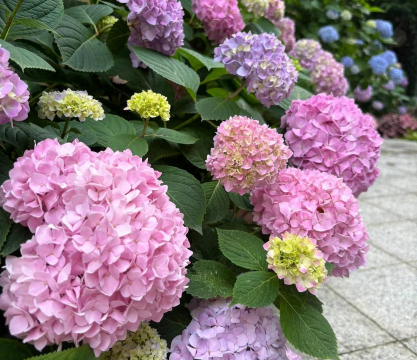 家里阳光不足怎么养花，选对植物种类，掌握养护技巧