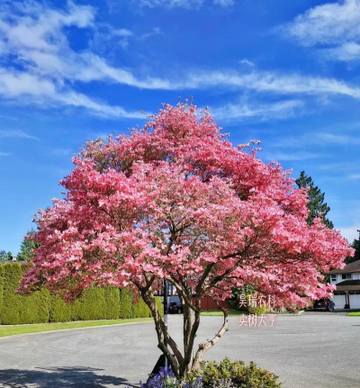 家里阳光不足怎么养花，选对植物种类，掌握养护技巧