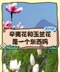 家里阳光不足怎么养花，选对植物种类，掌握养护技巧
