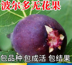 家里阳光不足怎么养花，选对植物种类，掌握养护技巧