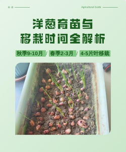 家里阳光不足怎么养花，选对植物种类，掌握养护技巧