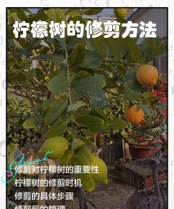 家里阳光不足怎么养花，选对植物种类，掌握养护技巧