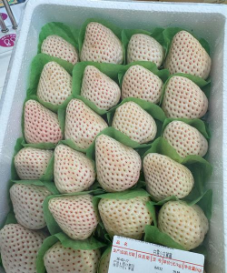 家里阳光不足怎么养花，选对植物种类，掌握养护技巧