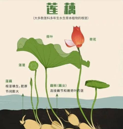 家里阳光不足怎么养花，选对植物种类，掌握养护技巧
