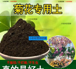 家里阳光不足怎么养花，选对植物种类，掌握养护技巧
