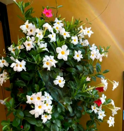 家里阳光不足怎么养花，选对植物种类，掌握养护技巧