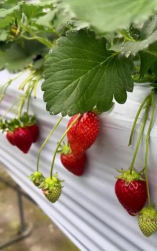 家里阳光不足怎么养花，选对植物种类，掌握养护技巧