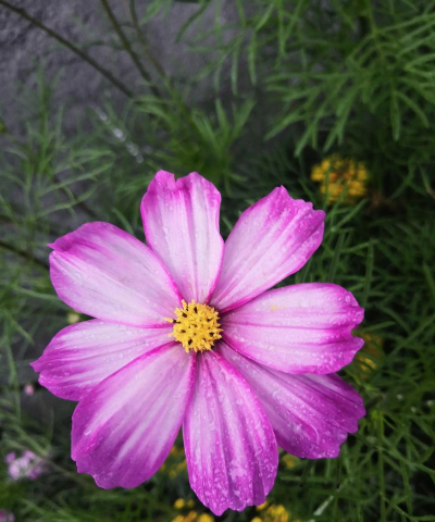 家里阳光不足怎么养花，选对植物种类，掌握养护技巧