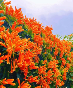 家里阳光不足怎么养花，选对植物种类，掌握养护技巧