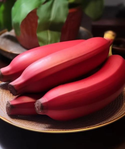 家里阳光不足怎么养花，选对植物种类，掌握养护技巧