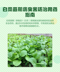 家里阳光不足怎么养花，选对植物种类，掌握养护技巧