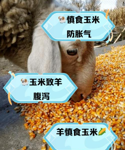 家里阳光不足怎么养花，选对植物种类，掌握养护技巧