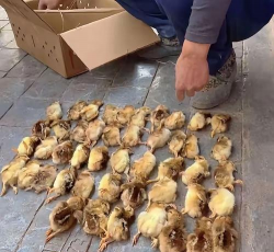 家里阳光不足怎么养花，选对植物种类，掌握养护技巧