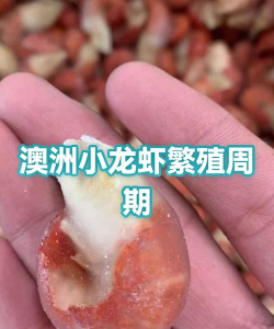 家里阳光不足怎么养花，选对植物种类，掌握养护技巧