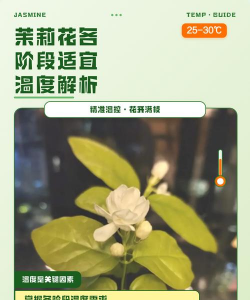 家里阳光不足怎么养花，选对植物种类，掌握养护技巧