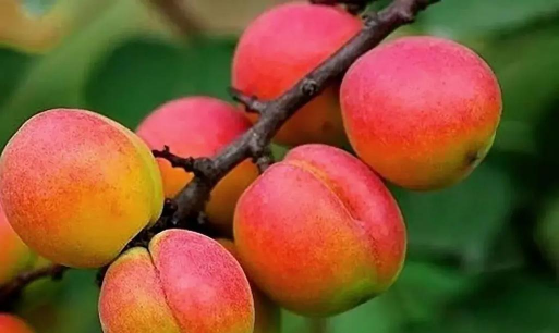 家里阳光不足怎么养花，选对植物种类，掌握养护技巧