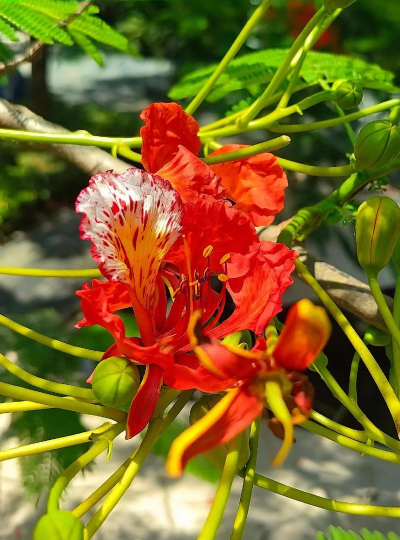 凤凰花又称什么花 凤凰花又称什么花